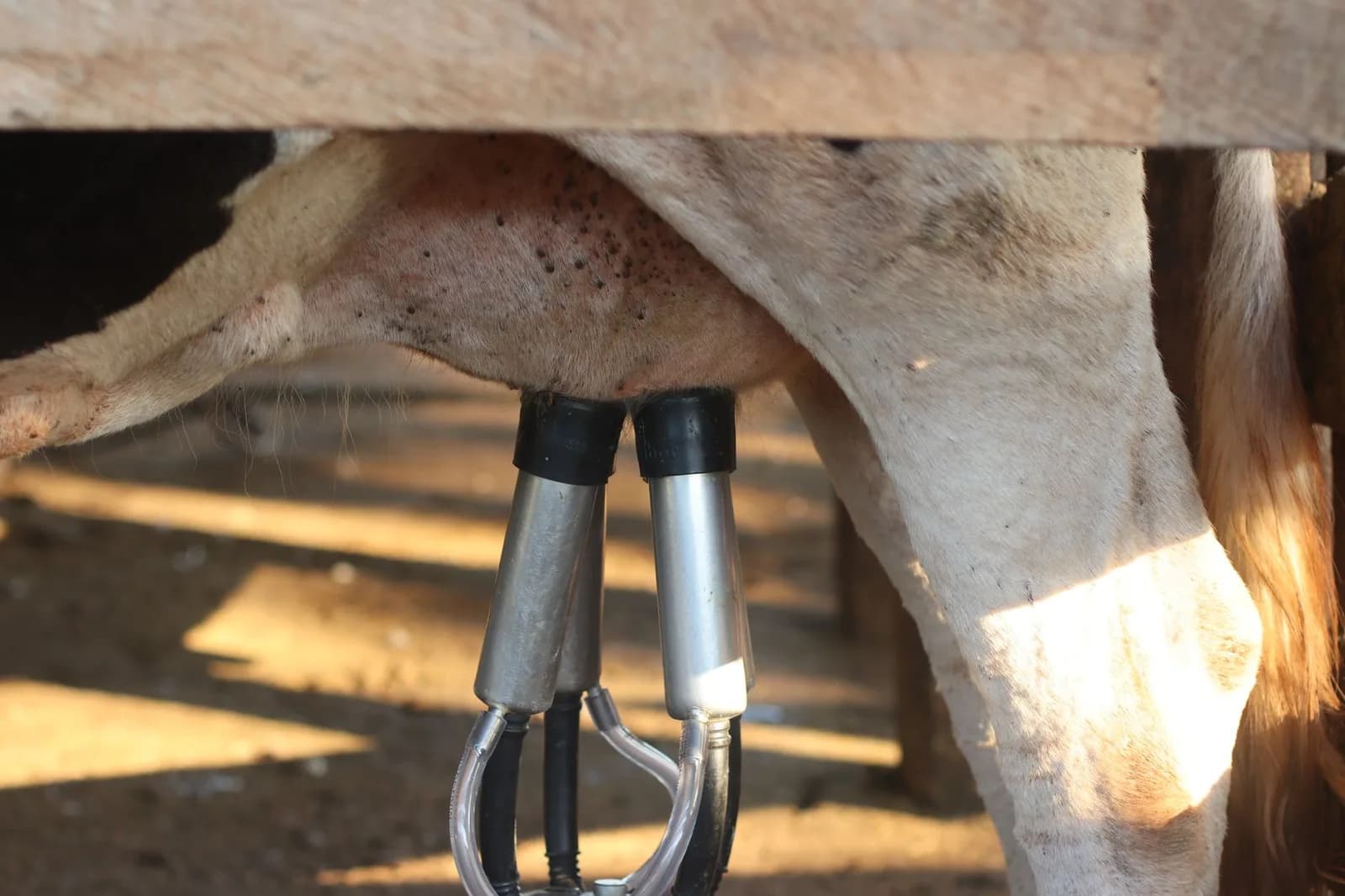 Breedr Raises €23 Million to Scale Its Livestock Data Platform