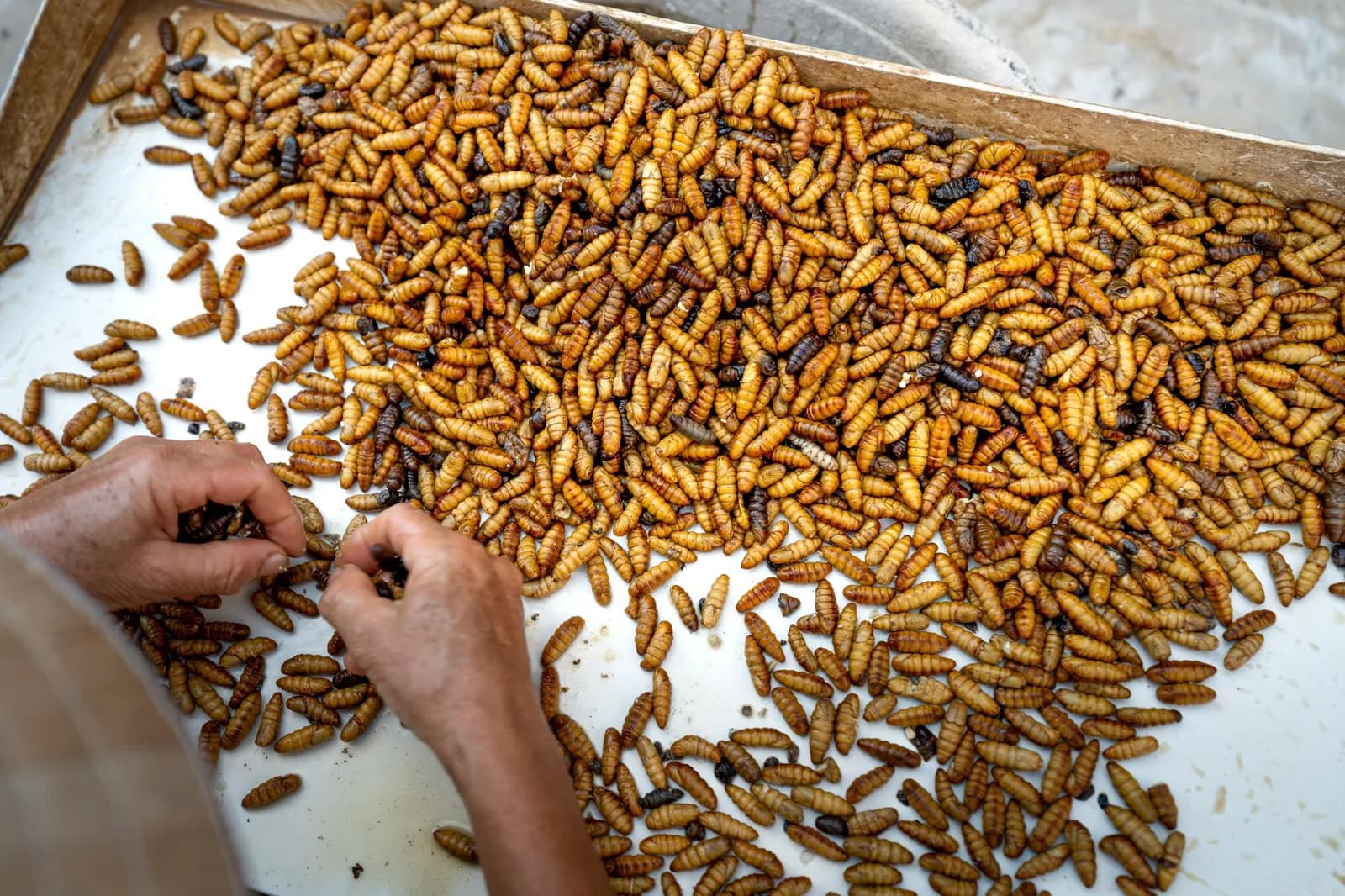 Finland's Volare Opens Industrial Insect Protein Factory, Raises €7.1 Million