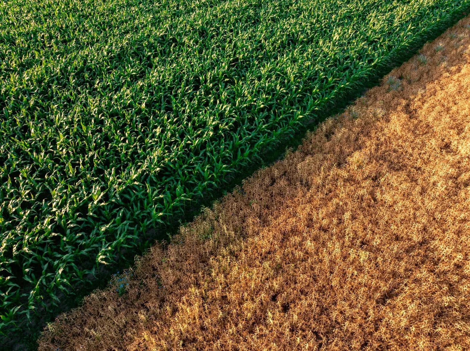 Computomics Raises €6.3M to Expand Climate-Smart Crop Breeding